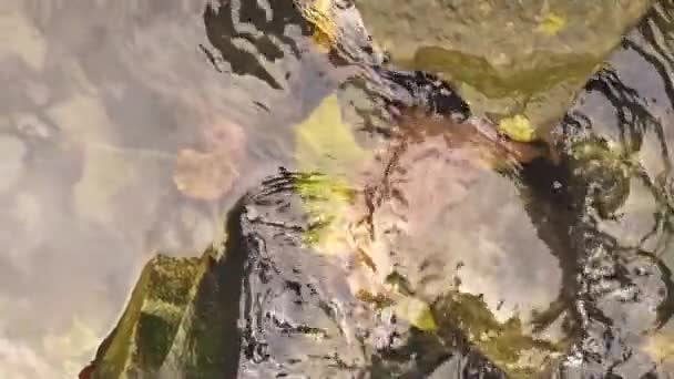Agua Sedosa Que Fluye Sobre Rocas Piedras Con Musgo Ondulaciones — Vídeos de Stock