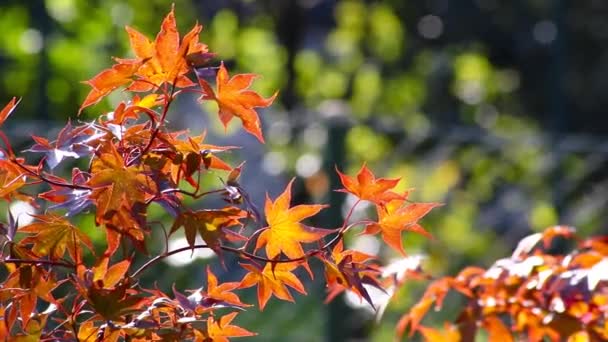 Hojas Arce Rojo Verano Indio Como Temporada Octubre Dorado Noviembre — Vídeos de Stock