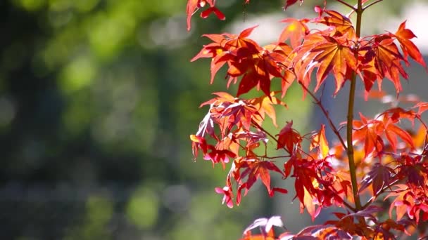 Hojas Arce Rojo Verano Indio Como Temporada Octubre Dorado Noviembre — Vídeos de Stock