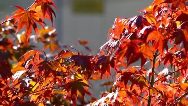 Hojas Arce Rojo Verano Indio Como Temporada Octubre Dorado Noviembre — Vídeo de stock