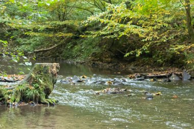 Sakin bir derede ağaç kökleri berrak su ve kayalarla ormandaki küçük bir dere üzerinde macera yürüyüşü yaparken çevresel sağlık ile birlikte turizm için bir macera turu.