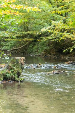 Sakin bir derede ağaç kökleri berrak su ve kayalarla ormandaki küçük bir dere üzerinde macera yürüyüşü yaparken çevresel sağlık ile birlikte turizm için bir macera turu.