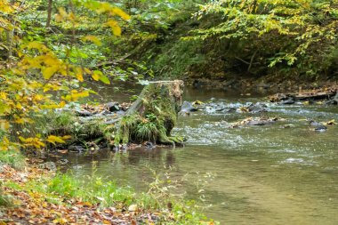 Sakin bir derede ağaç kökleri berrak su ve kayalarla ormandaki küçük bir dere üzerinde macera yürüyüşü yaparken çevresel sağlık ile birlikte turizm için bir macera turu.
