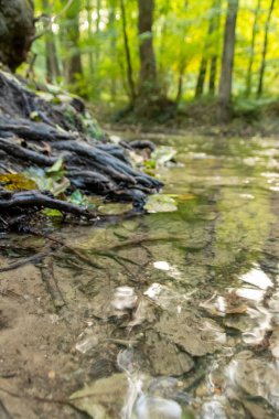 Sakin bir derede ağaç kökleri berrak su ve kayalarla ormandaki küçük bir dere üzerinde macera yürüyüşü yaparken çevresel sağlık ile birlikte turizm için bir macera turu.