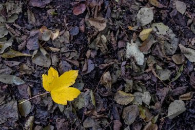 Yalnız sarı akçaağaç yaprağı Hindistan 'da yaz mevsiminde, renkli yapraklar ve sonbahar havasında, altın Ekim' de güçlü damarları olan canlı bir yaprak orman turunda.