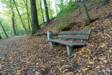 sonbahar orman içinde ahşap Bank