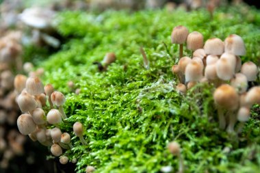 Ormandaki canlı yeşil yosunların üzerinde küçük kaskları olan küçük mantarlar, bir mantar akınında ahşap çürümesini gösteriyor. Mantar dostlarıyla ormanda, kırık ağaçların üzerinde doğal çöpleri toplarken.