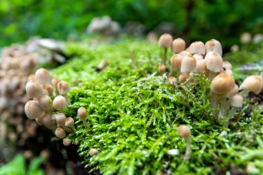 Ormandaki canlı yeşil yosunların üzerinde küçük kaskları olan küçük mantarlar, bir mantar akınında ahşap çürümesini gösteriyor. Mantar dostlarıyla ormanda, kırık ağaçların üzerinde doğal çöpleri toplarken.