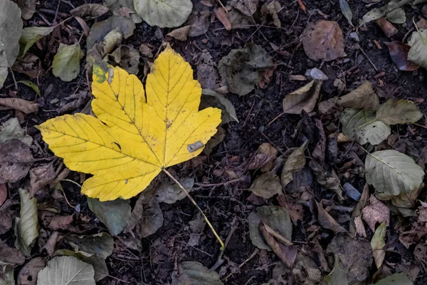 Yalnız Sarı Akçaağaç Yaprağı Hindistan Yaz Mevsiminde Renkli Yapraklar Sonbahar — Stok fotoğraf