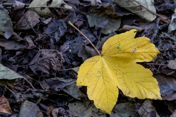 Одинокий Желтый Кленовый Лист Земле Индийское Лето Красочные Листья Осеннее — стоковое фото