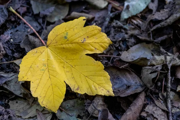 Ensomt Gult Ahornblad Jorden Indisk Sommer Farverigt Løv Efterårshumør Viser - Stock-foto