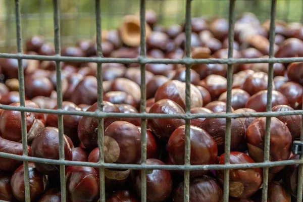 Plenty of horse chestnuts as winter food for horses and wild animals in a metal bucket are a decorative horse chestnut background in fall and autumn in low angle view in october forest mood