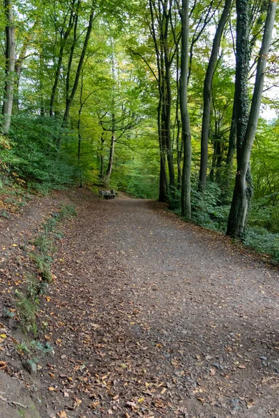 Trilha Caminhadas Naturais Através Floresta Como Caminho Caminhadas Idílicas Para — Fotografia de Stock