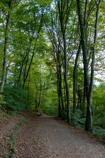 Přirozená Turistická Stezka Lesem Jako Idylická Turistická Stezka Pro Milovníky — Stock fotografie