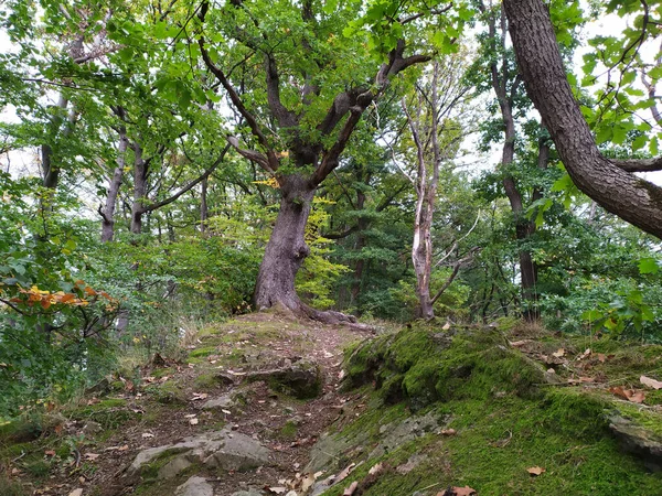 Trilha Caminhadas Naturais Através Floresta Como Caminho Caminhadas Idílicas Para — Fotografia de Stock