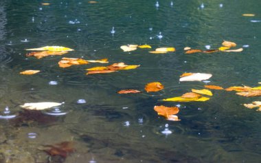 Adigea ve Krasnodar Bölgesi kavşağındaki Kafkas rezervi. Dokunulmamış doğa.