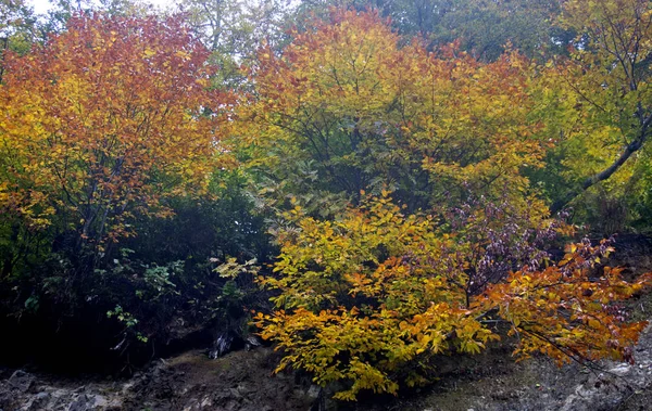 Rusko Severní Kavkaz Oblast Abšeron Krasnodarského Území Okolí Vesnice Černíkov — Stock fotografie