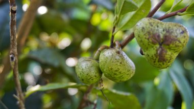 Adygea çayı tarlaları. Dünyanın en kuzeyindeki tarlalar. Köy Çiçeği, Adigea Cumhuriyeti.
