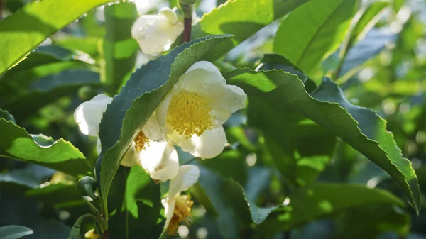 Pěstování Čaje Adygea Nejsevernější Světě Village Flower Republika Adygea — Stock fotografie