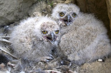 Kuban, bu bölgeyi geçen büyük bir nehrin isminden sonra Krasnodar Bölgesi 'nin ikinci yaygın adıdır. Kuban 'ın merkezi çoğunlukla tarlalar ve tarım arazileri olmakla birlikte, nehirler boyunca pek çok sıradışı şey bulunabilir..