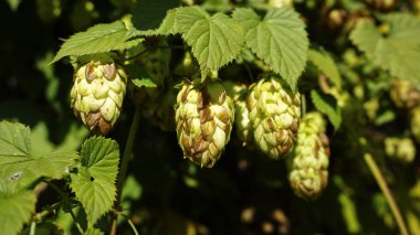 Kuban, bu bölgeyi geçen büyük bir nehrin isminden sonra Krasnodar Bölgesi 'nin ikinci yaygın adıdır. Kuban 'ın merkezi çoğunlukla tarlalar ve tarım arazileri olmakla birlikte, nehirler boyunca pek çok sıradışı şey bulunabilir..