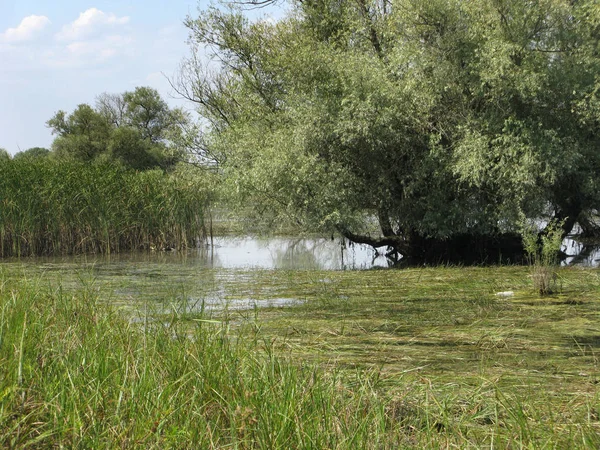 Rusland Republiek Adygea District Krasnogvardeisky — Stockfoto