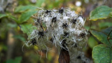 Adygea Cumhuriyeti, Rusya. Tsvetochny bölgesi. Sonbahar.