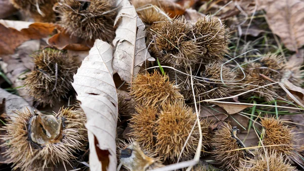 Russia Repubblica Adygea Autunno Zona Del Villaggio Vittoria Castagne Selvatiche — Foto Stock