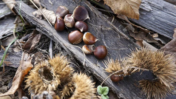 Russia Repubblica Adygea Autunno Zona Del Villaggio Vittoria Castagne Selvatiche — Foto Stock