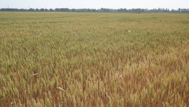 Rusya, Krasnodar Bölgesi. Anapa kenti yakınlarındaki Blagoveshchensk köyünün alanı. Bugaz Tükürüğü.