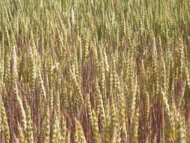 Rusya, Krasnodar Bölgesi. Anapa kenti yakınlarındaki Blagoveshchensk köyünün alanı. Bugaz Tükürüğü.