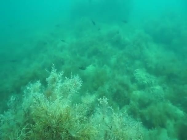 俄罗斯 克拉斯诺达尔领土 惊人的水下世界 — 图库视频影像