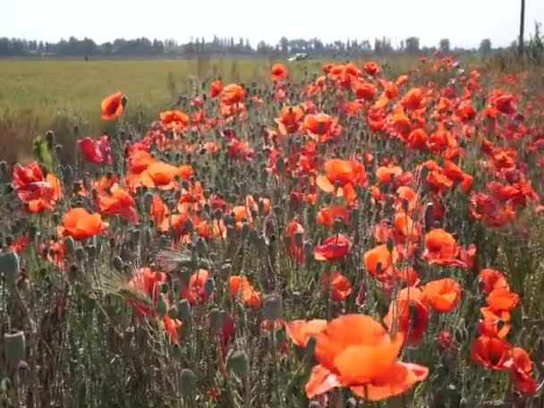 Location Russia Territorio Krasnodar Zona Del Pueblo Blagoveshchensk Cerca Ciudad — Vídeo de stock