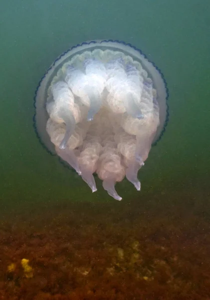 Location Russia Underwater World Azov Sea Its Shallow Depth Surprisingly — Stock Photo, Image