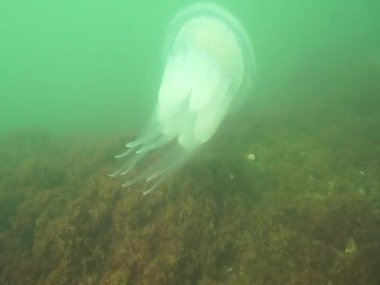Konum Rusya. Azov Denizi 'nin sualtı dünyası, sığ derinliğine rağmen şaşırtıcı derecede çeşitlidir..