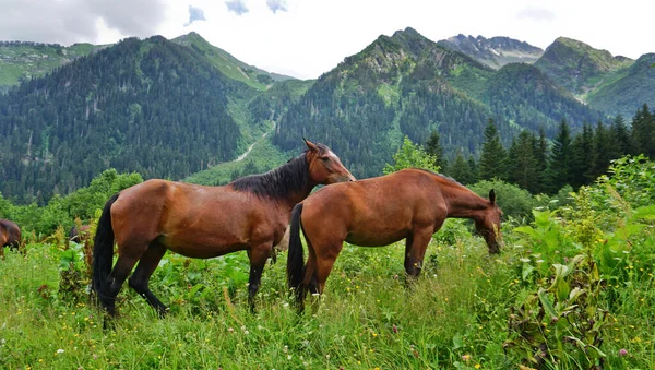 Highlands Karachay Cherkess Republic Amazingly Beautiful Mountain Lakes Gorges Mountain — Stock Photo, Image