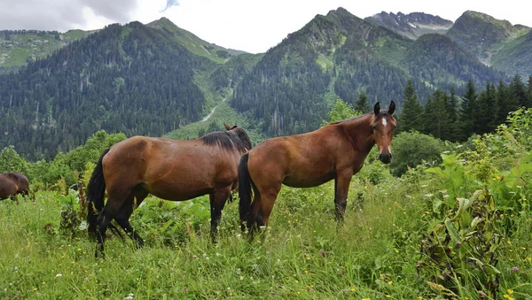 Highlands Karachay Cherkess Republic Amazingly Beautiful Mountain Lakes Gorges Mountain — Stock Photo, Image