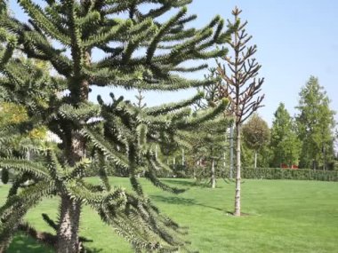 Rusya, Krasnodar Bölgesi. Turizm, dağlar ve tatil beldeleri. Galitsky Park, güneydeki Krasnodar kentinin merkezinde, modern ve güzel bir park alanıdır..