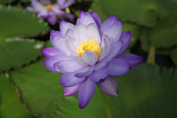 water-lily, aquatic plants, pitchers, flowering, nature of water bodies.