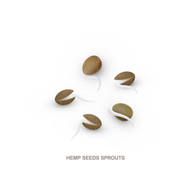 Gerçekçi kenevir tohumları sağlıklı beslenmek için filizlenir. Vektör illüstrasyonu beyaz arkaplanda izole edildi.