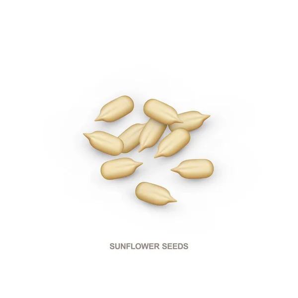 Realistyczne nasiona słonecznika dla zdrowego odżywiania. Ilustracja wektora izolowana na białym tle. — Wektor stockowy