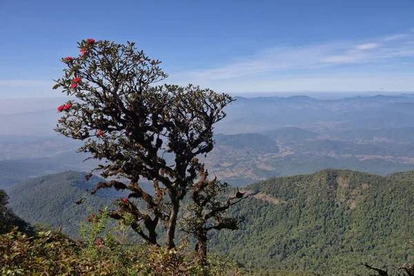 Árbol Tiene Flores Rojas Montaña Que Lugar Hermoso —  Fotos de Stock