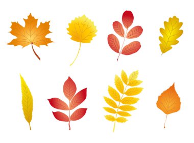 Renkli ve güzel sonbahar yaprakları Set 