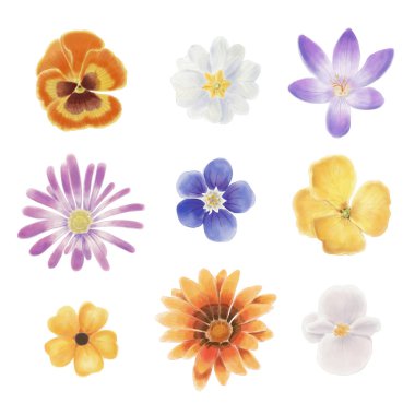 Watercolor spring flowers isolated on a blank background clipart