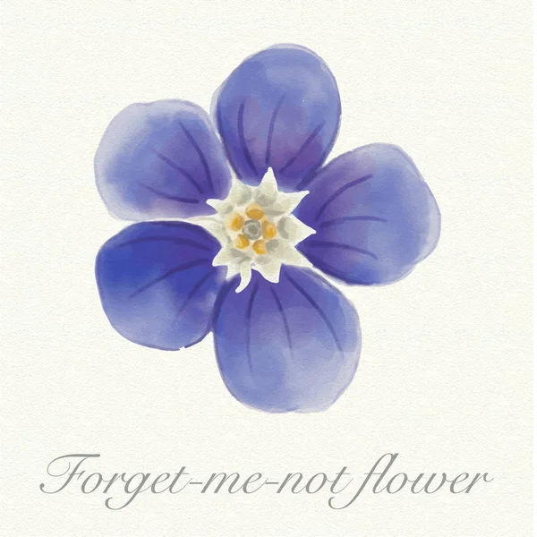 Blue forget-me-not flower isolated on a watercolor paper background with its name