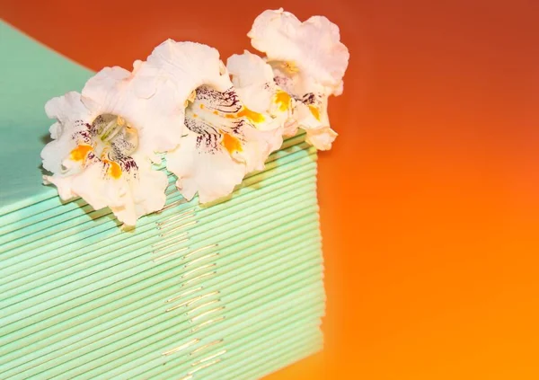 School notebooks with white flowers of the bignonioides plant on an orange background.