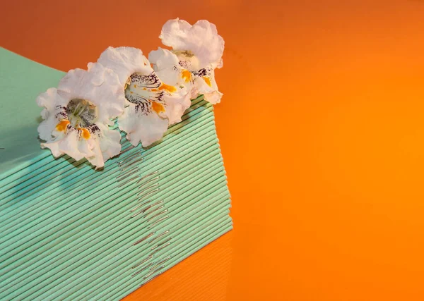 School notebooks with white flowers of the bignonioides plant on an orange background.