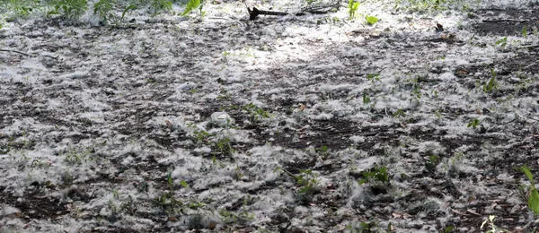 Poplar down on the ground. White earth from the seeds of a poplar tree.