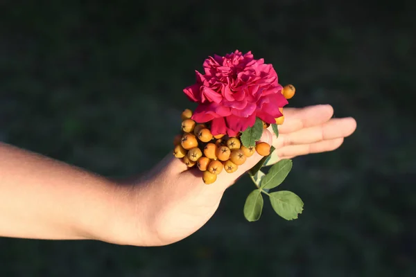 In the hand of a rose and an unripe Rowan.