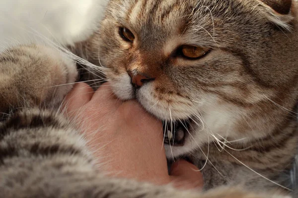 The cat bites the mistress\'s hand. Cute furry pet.